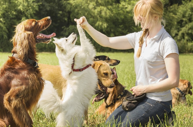 9 Things You Didn't Know About Dog Trainers