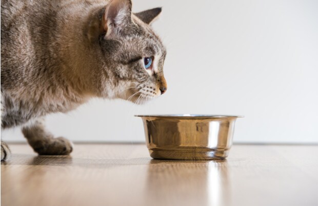 Why Won’t My Cat Eat Her Food? — Pet Central by Chewy