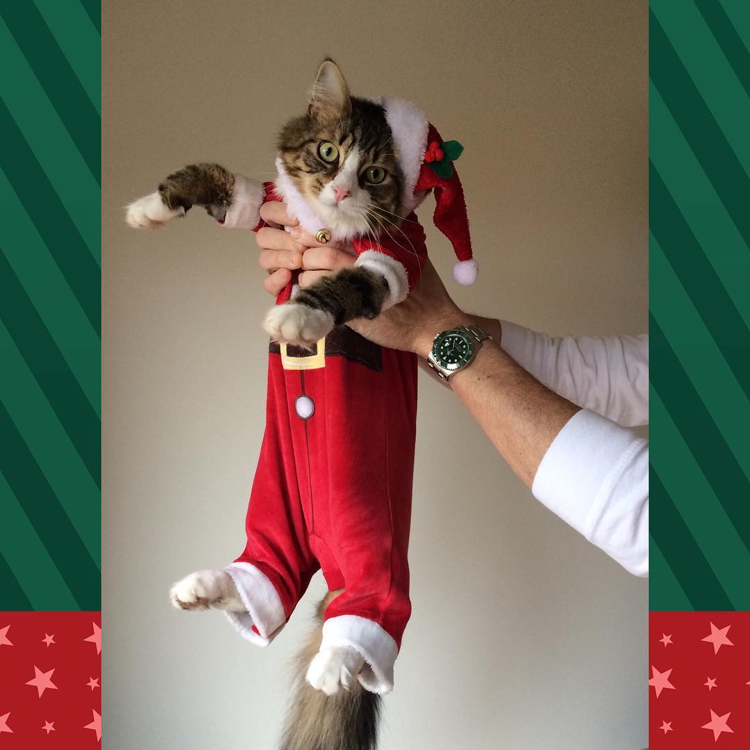 cat christmas outfit