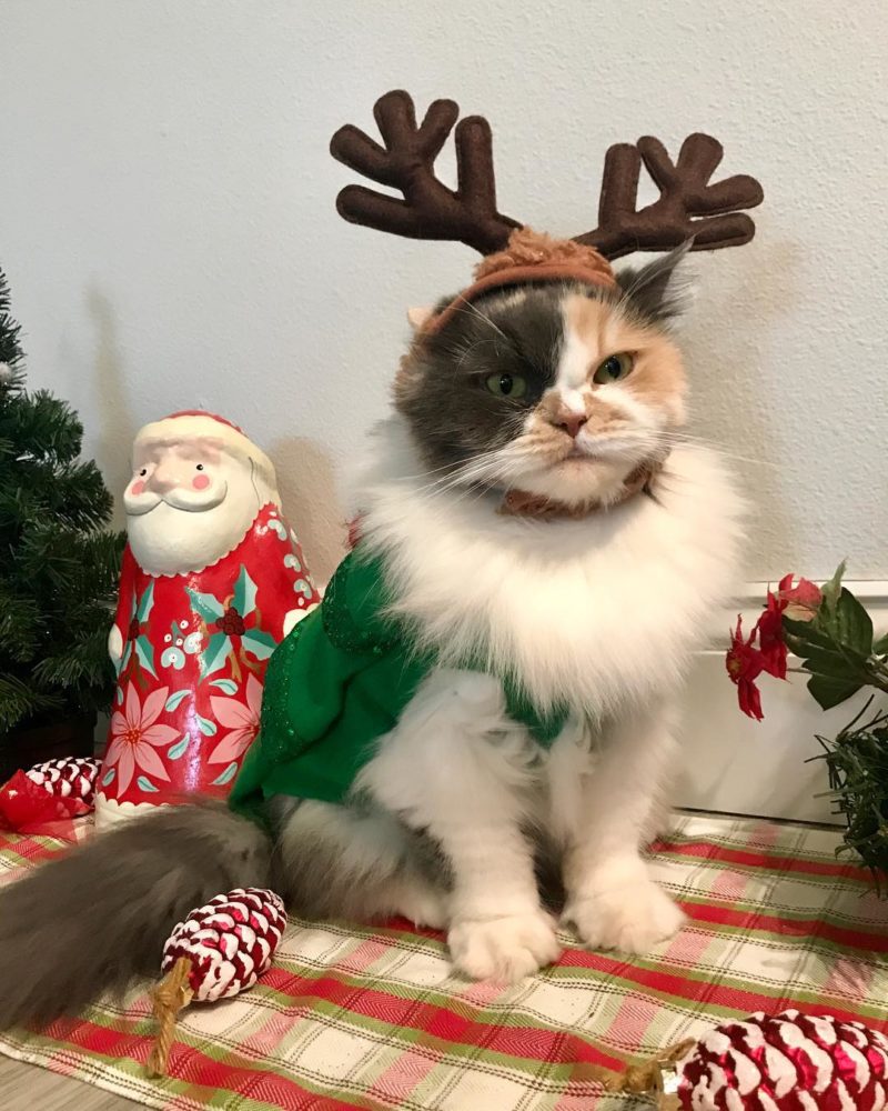 christmas cat costumes