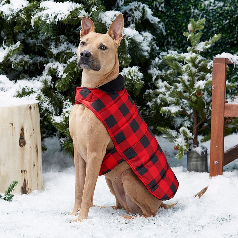 snow clothes for dogs