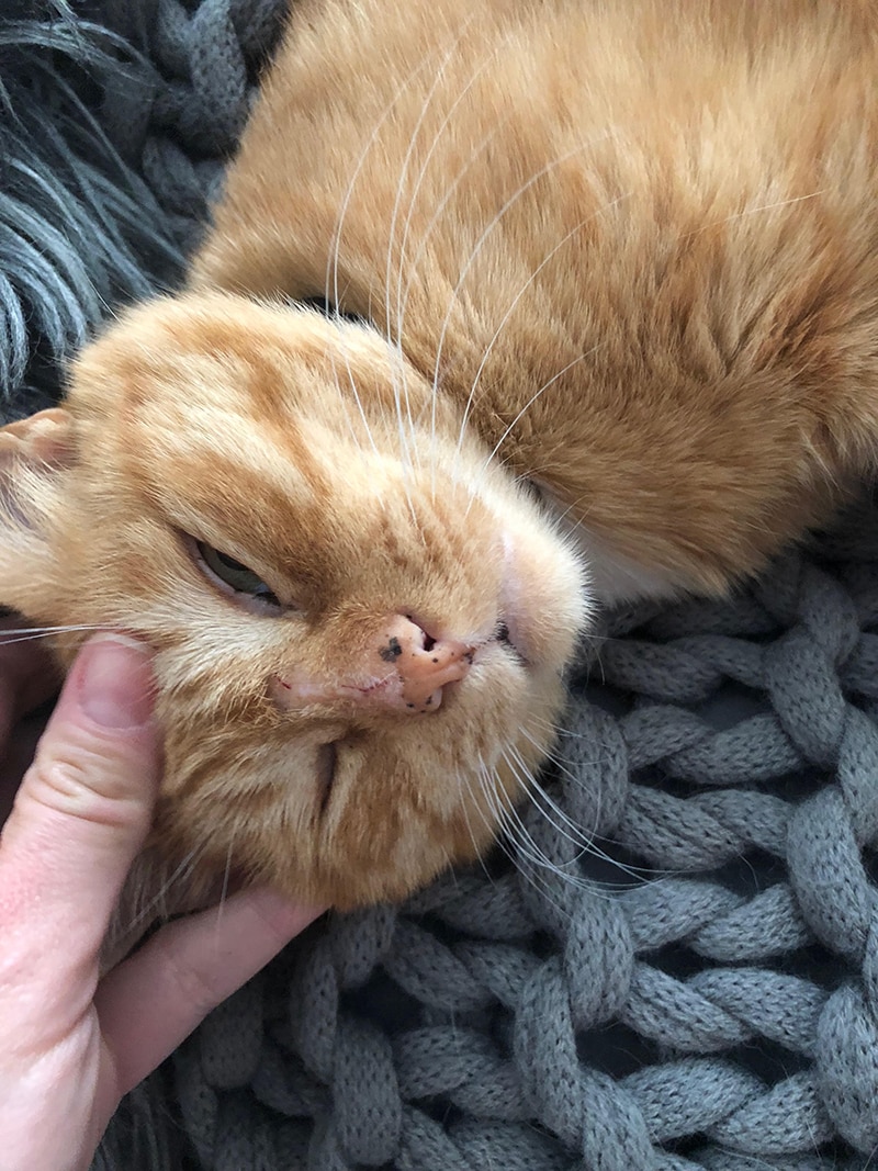 Family Hike Leads to Forever Home for Friendly Stray Cat