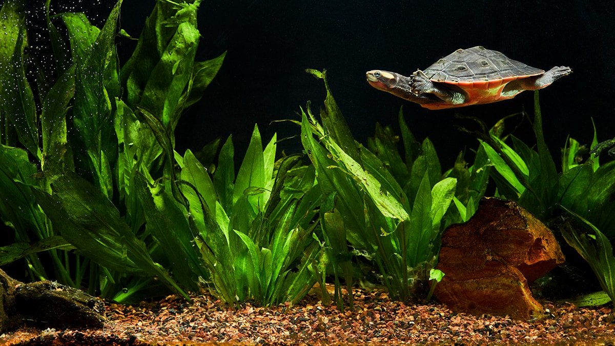 turtle pet aquarium