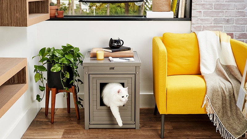 Cat-Friendly Apartments: How to Make 