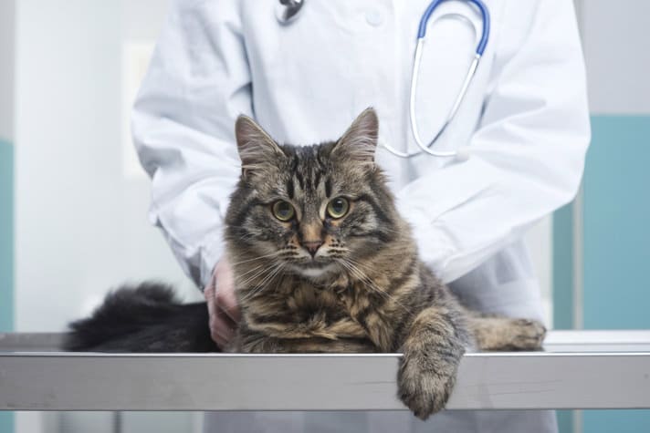 how old should cats be neutered