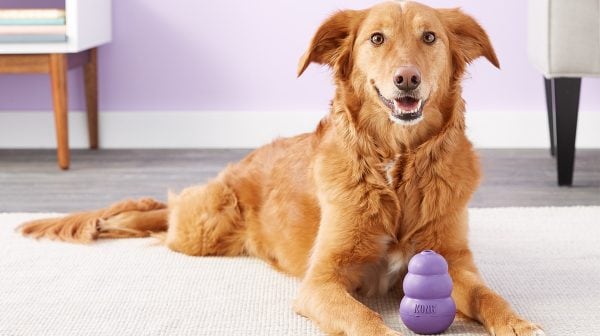 dog toys that help with separation anxiety