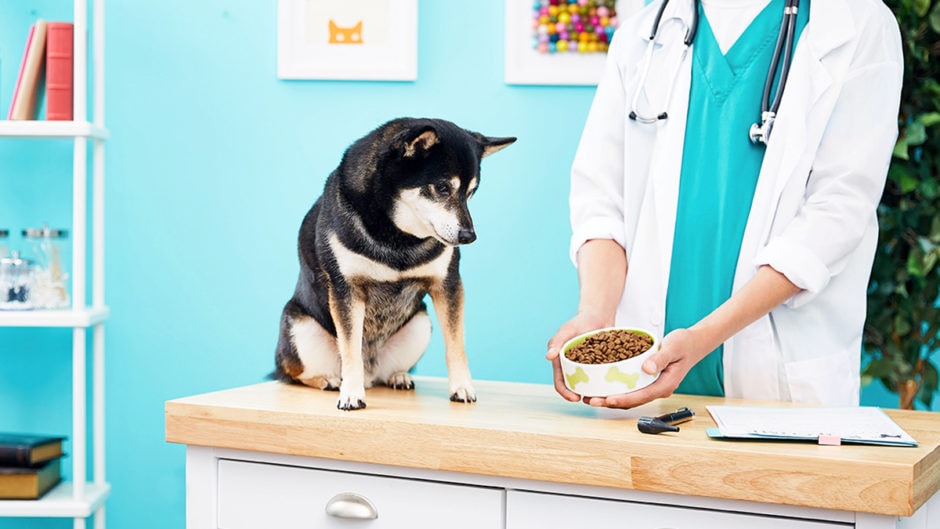 Best Diabetic Dog Food for Canine Diabetes