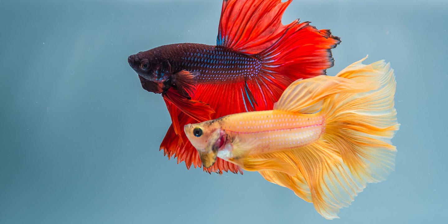 male and female betta fish in one tank