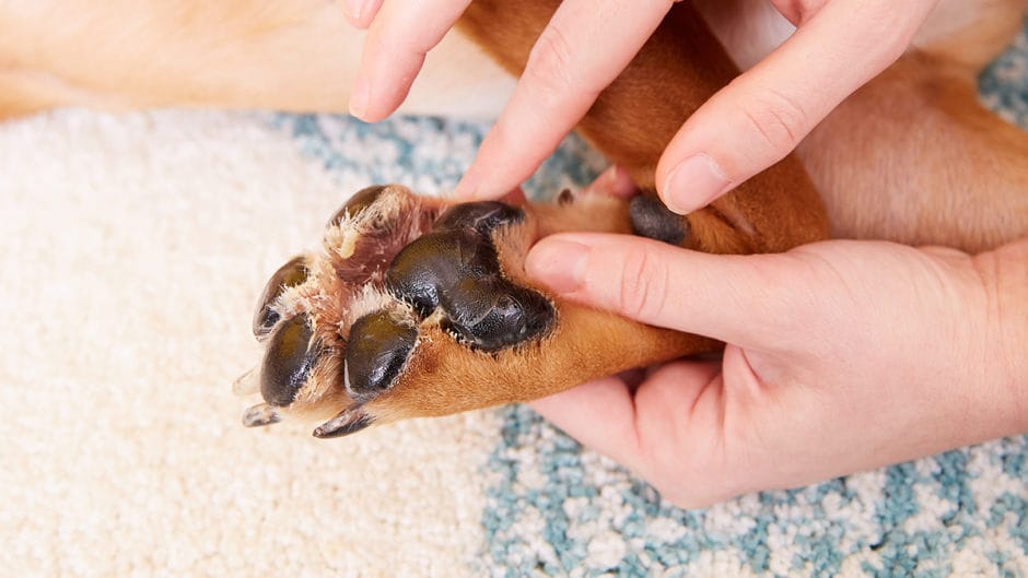 moisturise dog paws