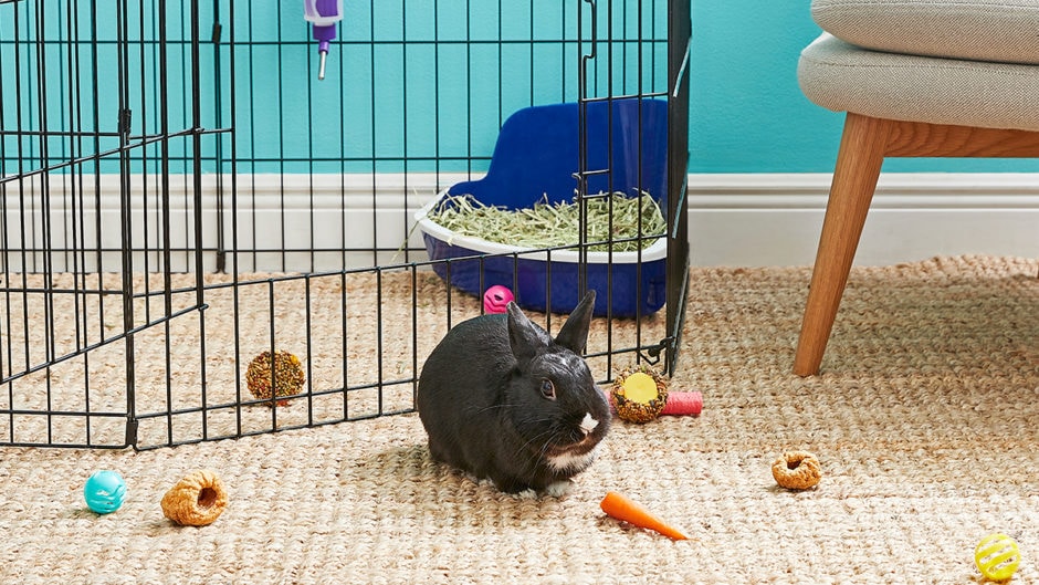 How to House Rabbits Indoors: Providing 