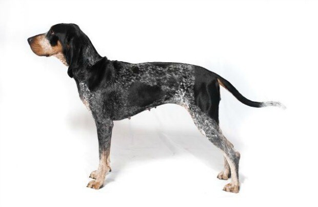 Bluetick Coonhound Dog Breed,Lychee Fruit Images
