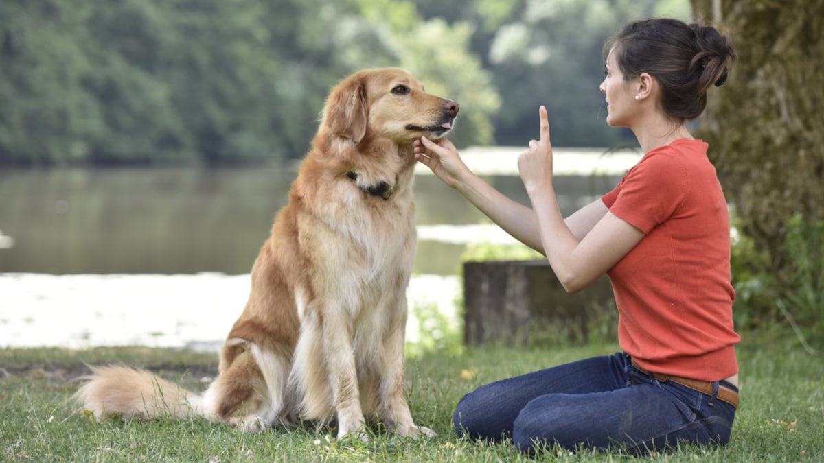 teach dog to bark on command