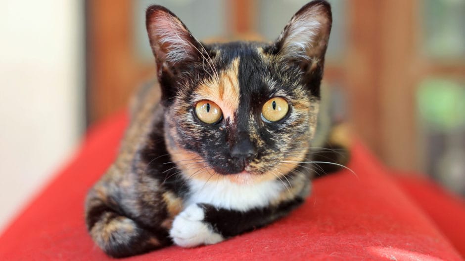 orange calico cat