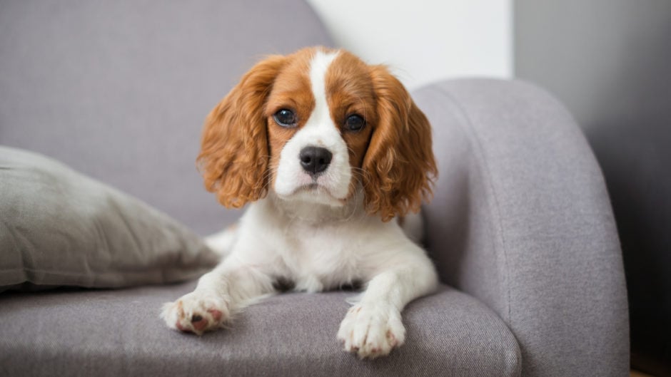 Cavalier King Charles Spaniel Allergy And Skin Problems
