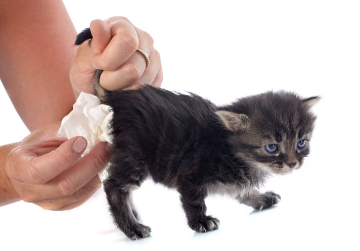 Dealing With Kitten Diarrhea