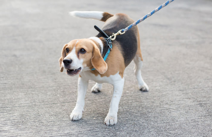 training a leash reactive dog