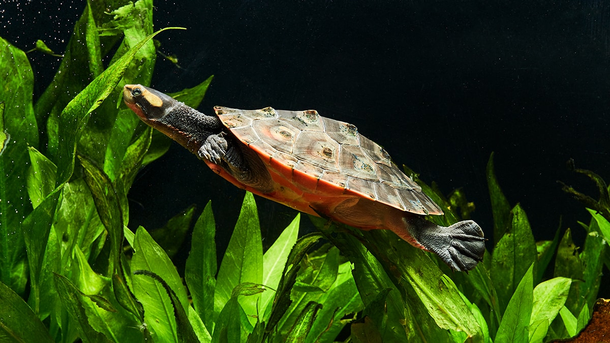Aquatic Pet Turtle Care and Essentials