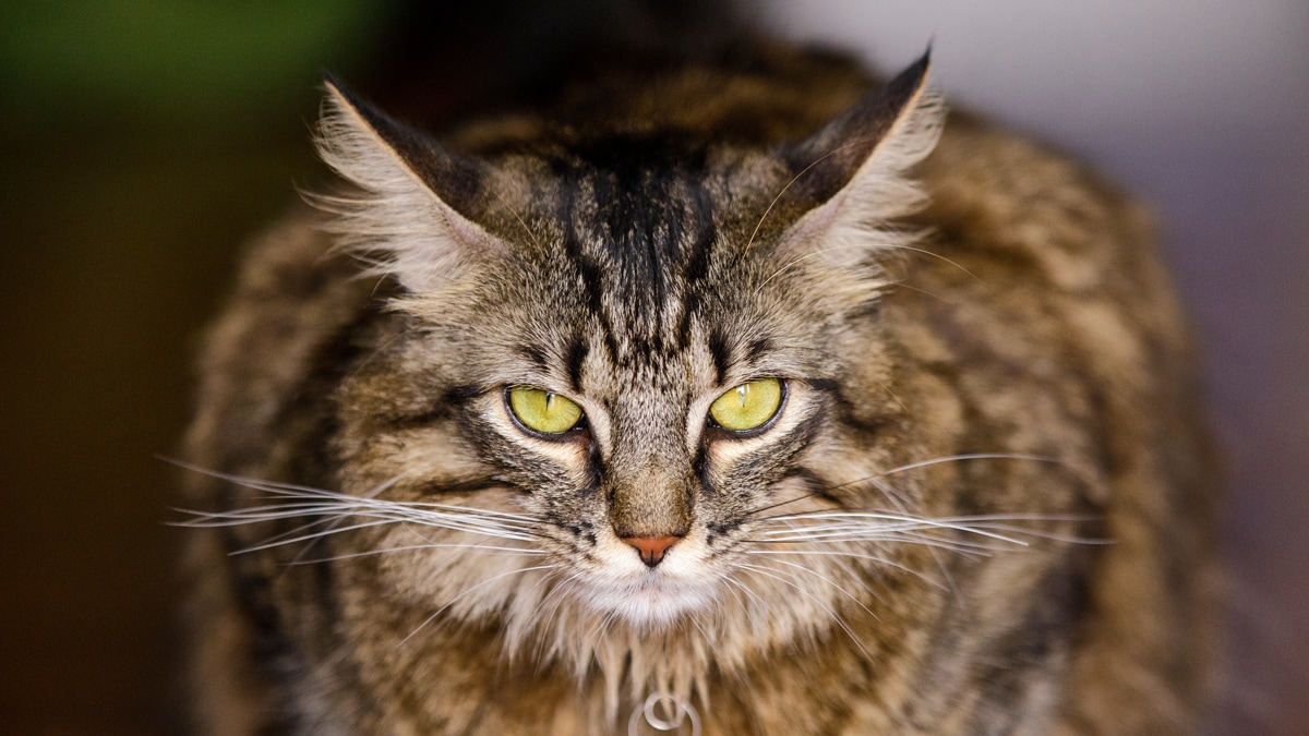 Cat Breeds Maine Coon Cat Spotlight, Personality and More