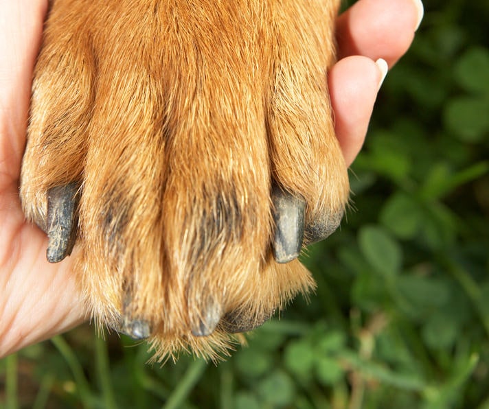 vitamins for dogs nails