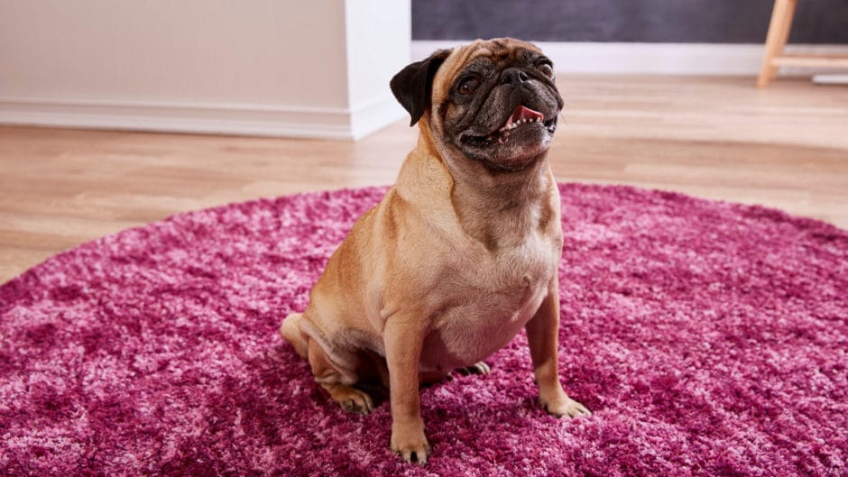 types of pug dogs