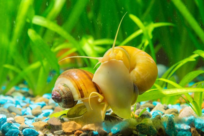 tiny snails in fish tank
