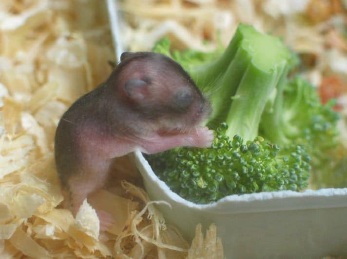 How To Feed Baby Hamsters