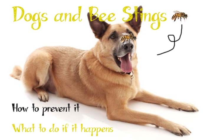 dog steps on bee