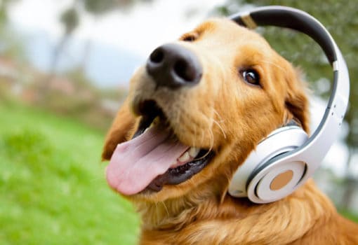 pop songs about dogs