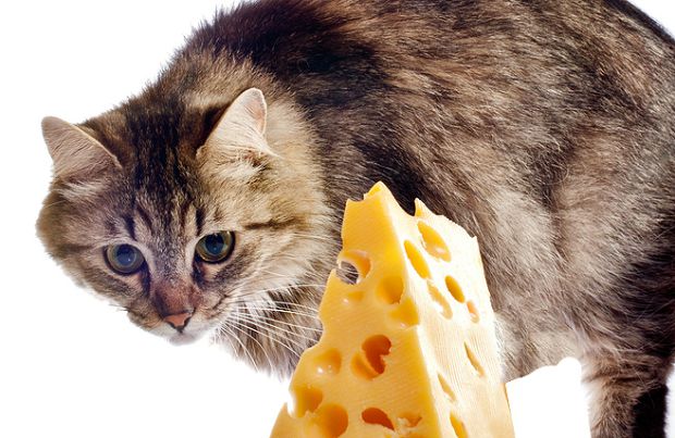 Can Cats Eat Cheese