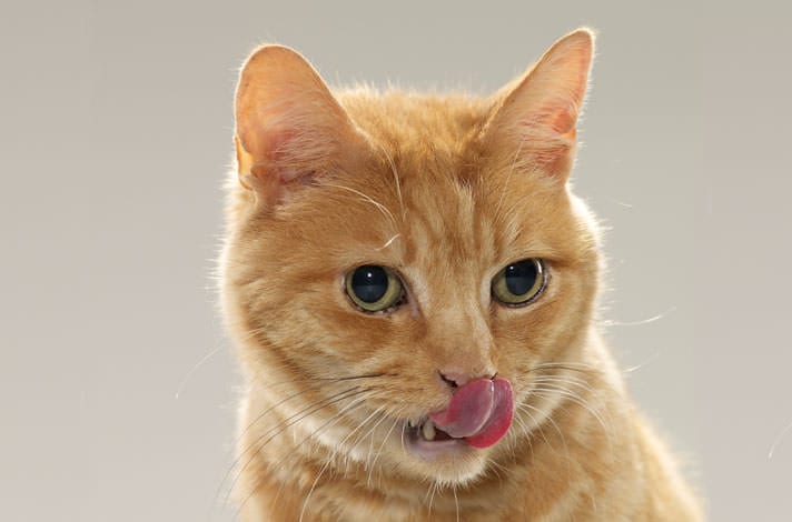 Should A Cat's Nose Be Wet Or Dry?