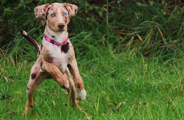 catahoula hound dog