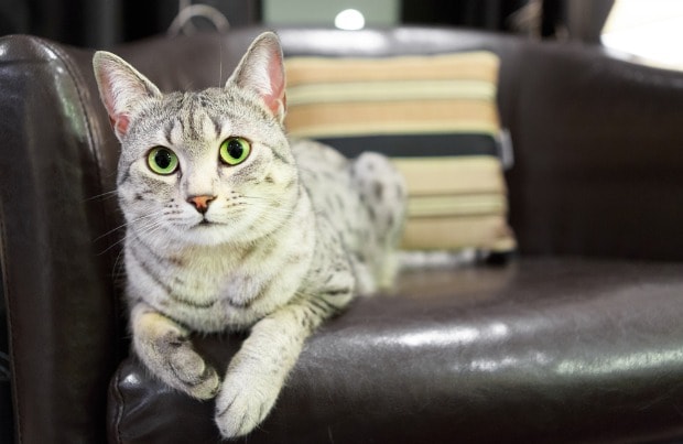 How To Fix Cat Scratches On Leather Furniture