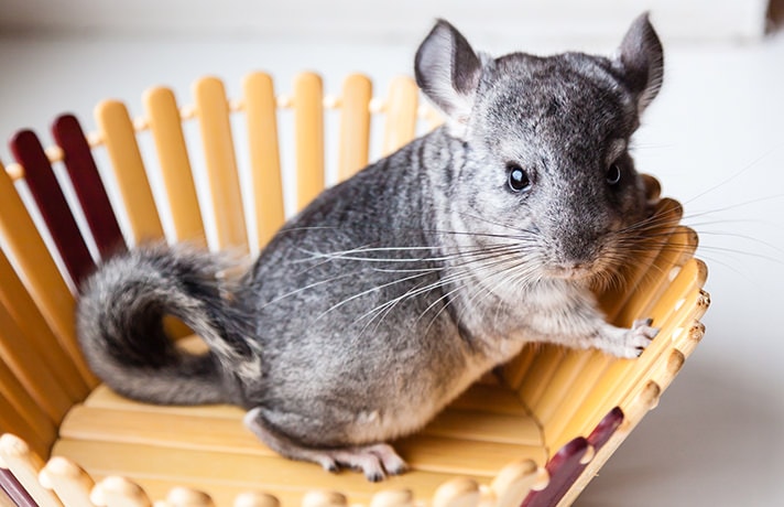 places to buy chinchillas near me