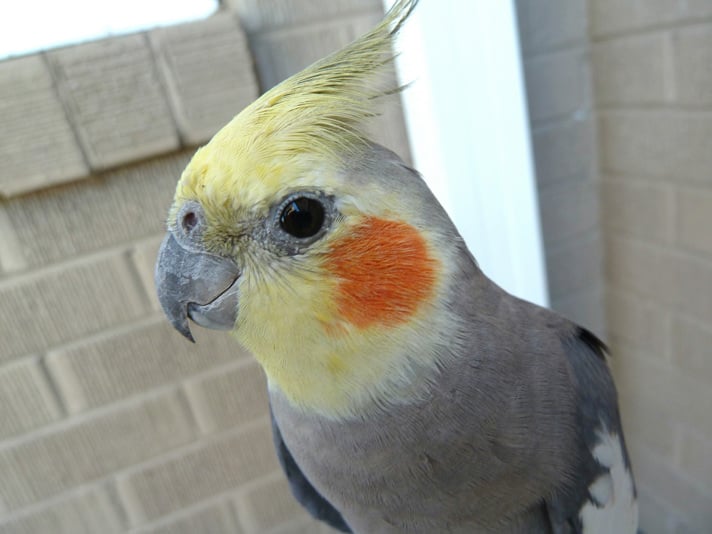 5 Things You Must Know About Cockatiel Care,Ornamental Grass Types