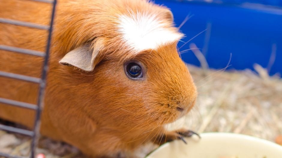 Guinea Pig Seems To Have A Cold