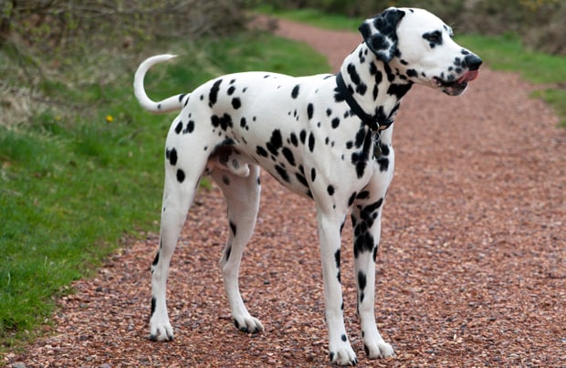 what is a dalmatian