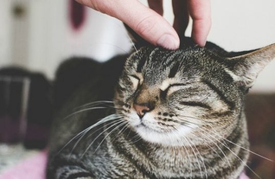 Does My Cat Love Me? 8 Signs to Look For