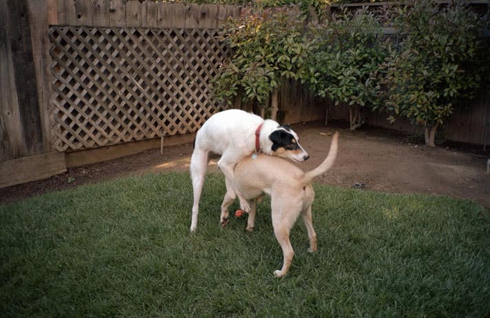 female dog mounting male dog