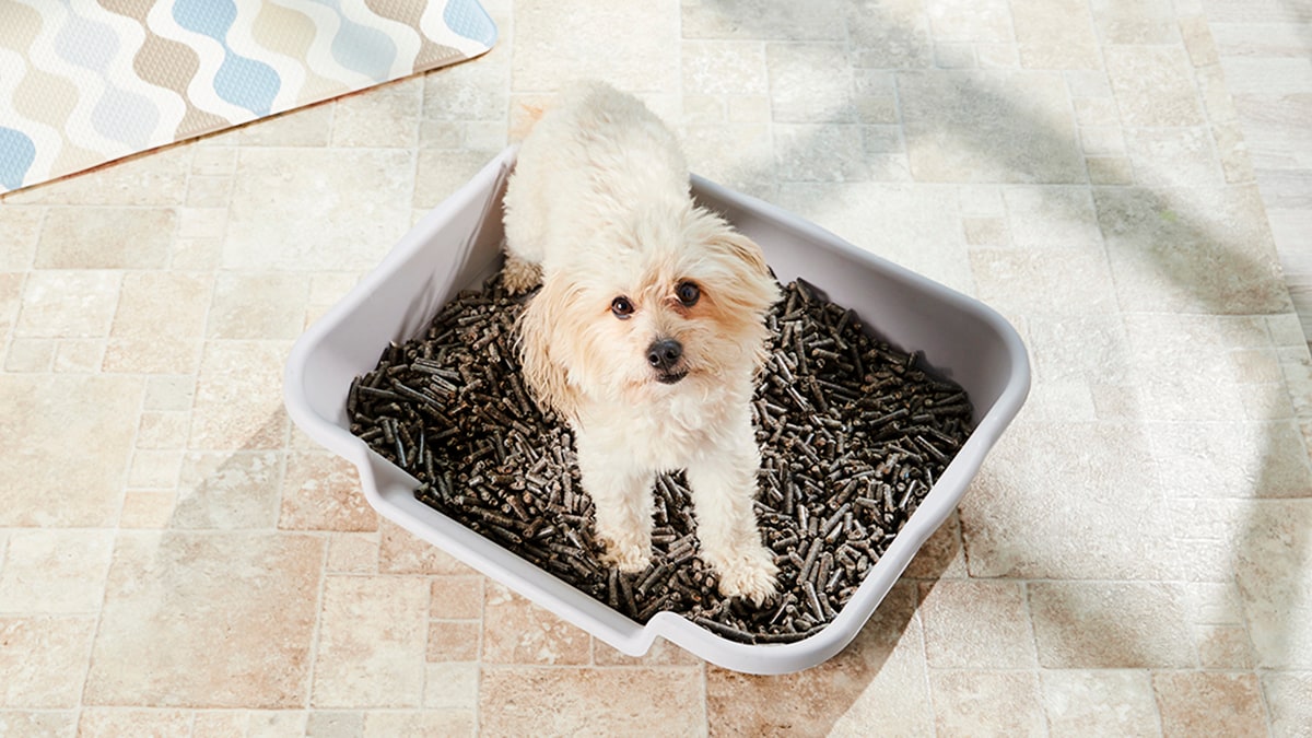 dog litter box for large dogs