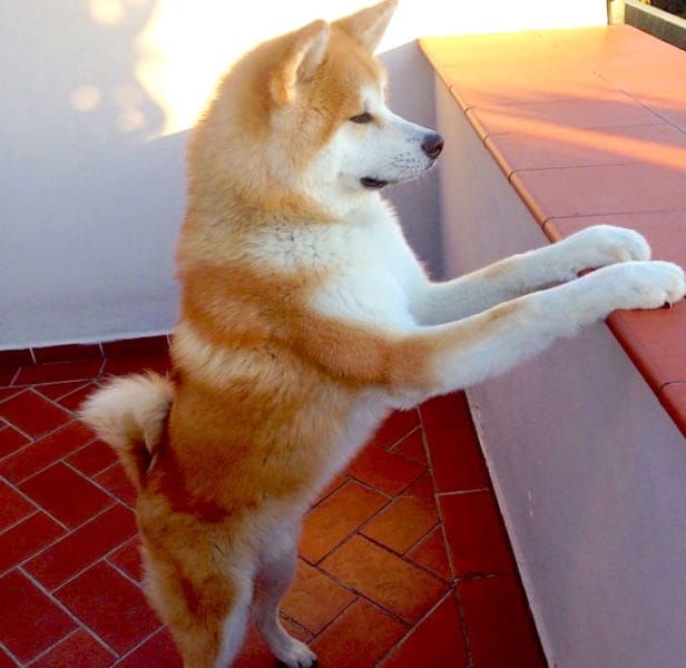 japanese akita guard dog