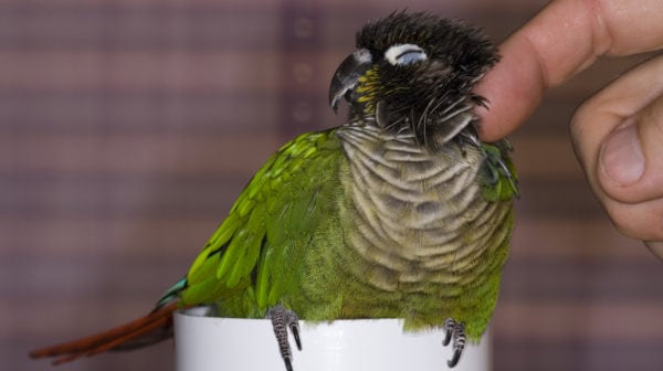 5 Reasons Conures Make Great Family Pets,Eggplant Chinese Recipe Szechuan