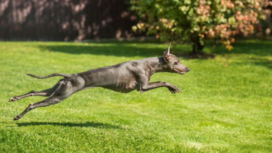 how fast do greyhounds run in a race
