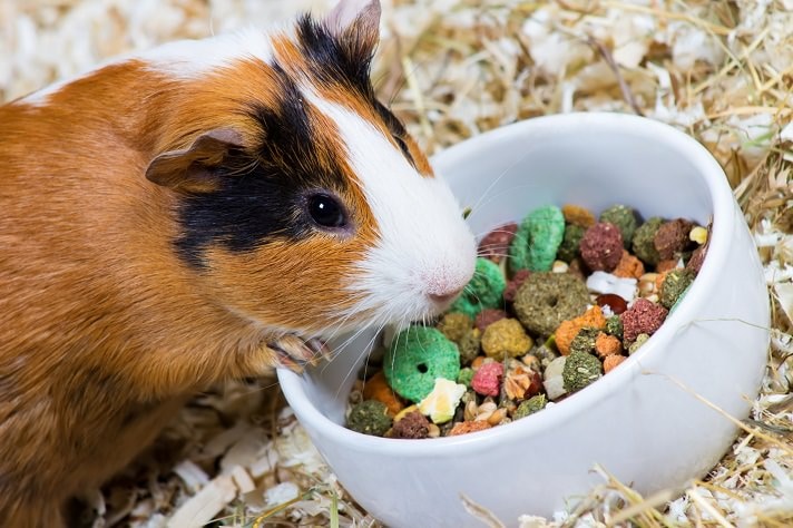 how much food do you give a guinea pig