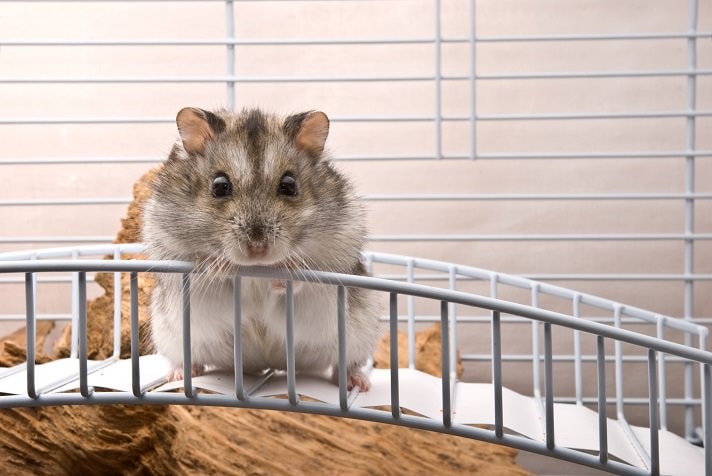 23 Facts About Baby Hamsters,Bbq Pork Ribs Recipe