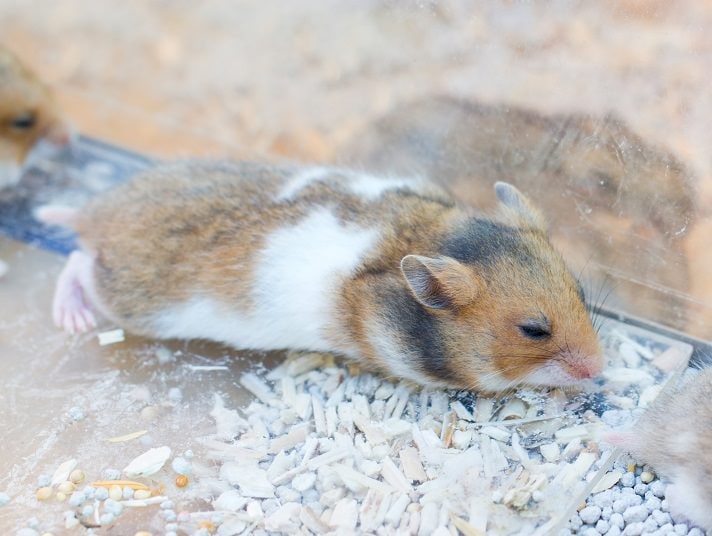 Know the Signs of a Sick Hamster