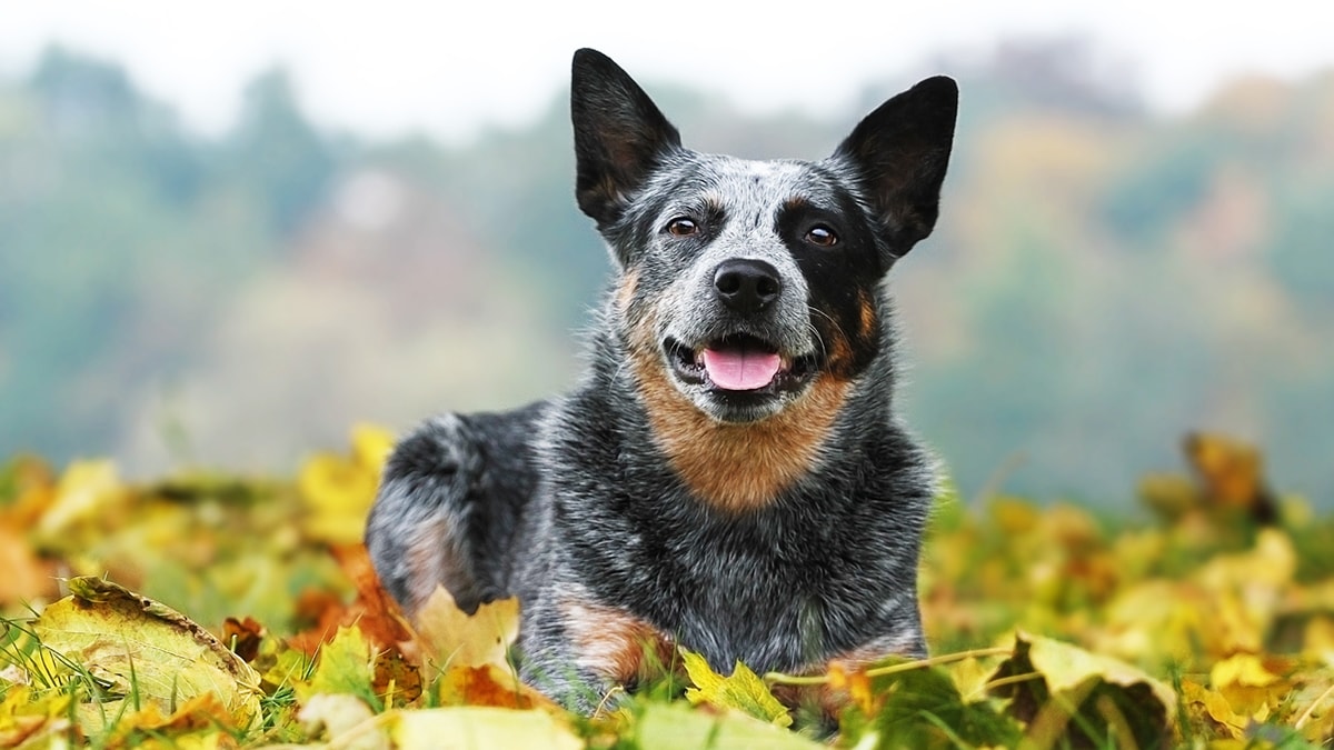 How Was The Blue Heeler Dog Breed Created