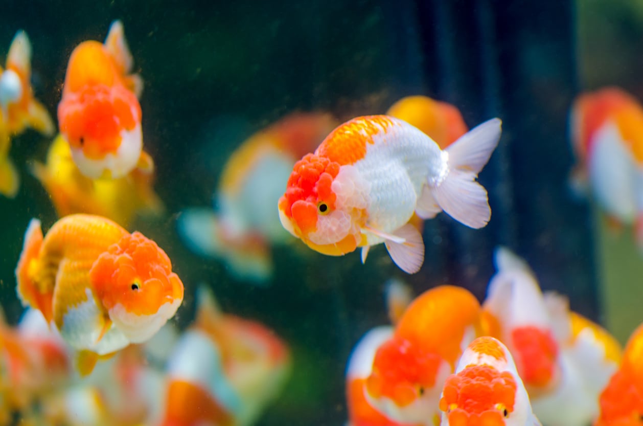 Plain and Fancy Goldfish