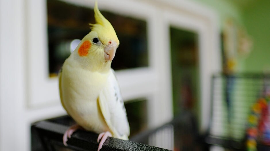Find Out Why Cockatiels Grind Their Beaks,Ornamental Grass Types