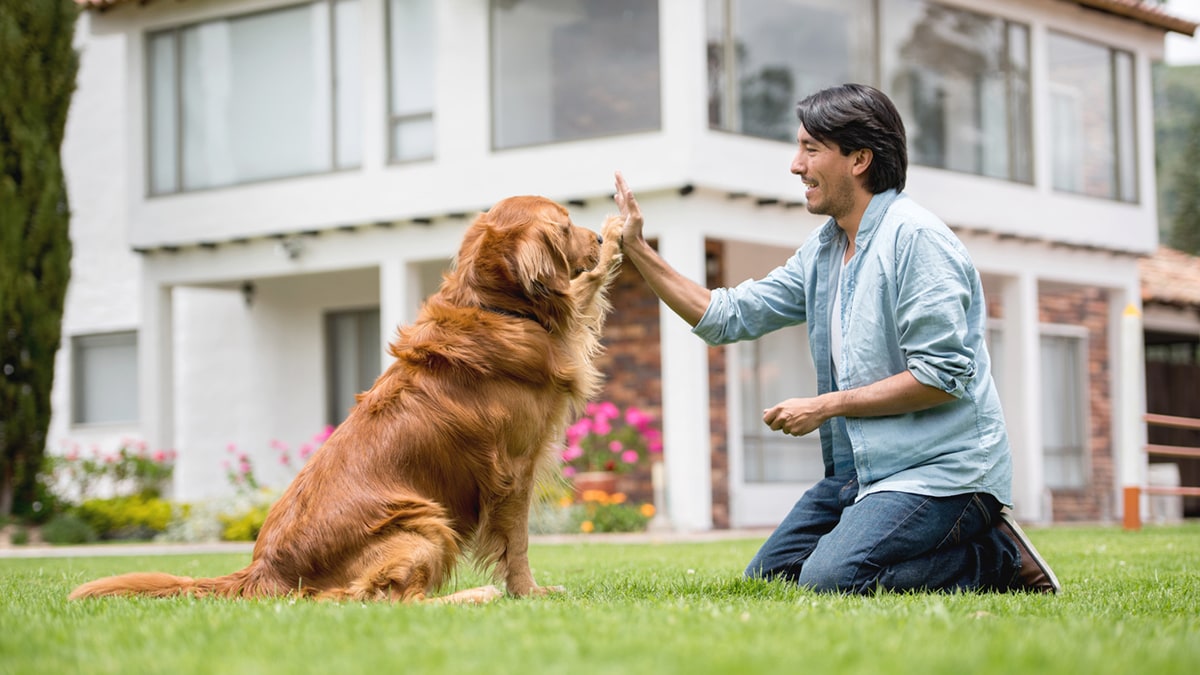 10 Dog Training Tips for Golden Retrievers