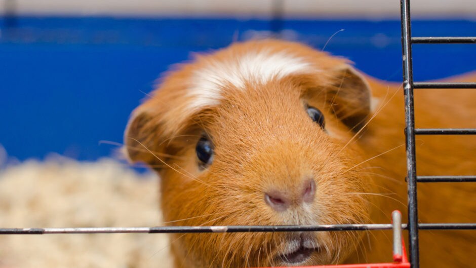 what all do you need for a guinea pig